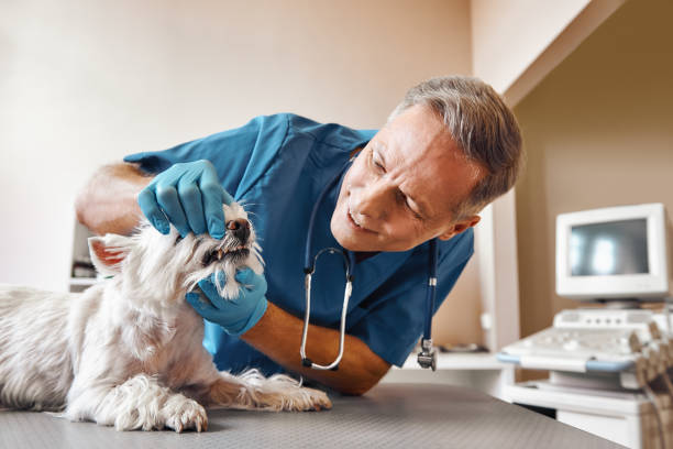 Best Urgent Tooth Repair  in Valrico, FL